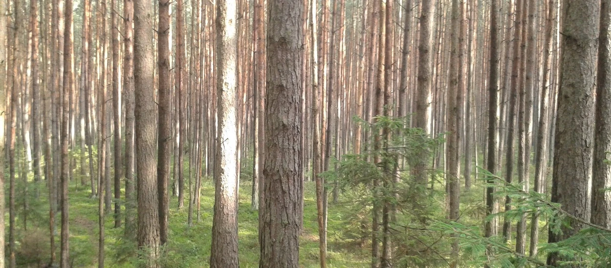 Szukam dobrej strony o gotowaniu 