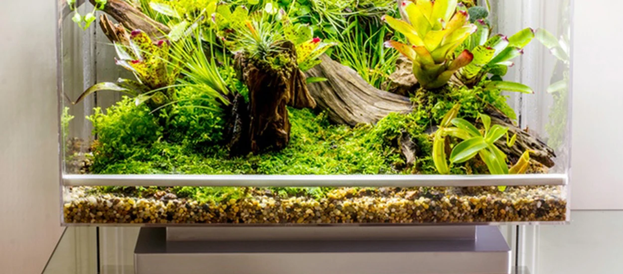 [Intel iQ] Biopod – programowany domowy las tropikalny