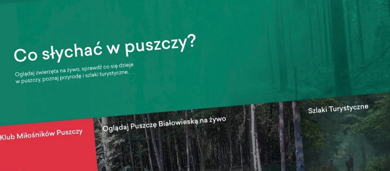 Skok na 7 milionów złotych? Sprawdzamy portal Puszcza.tv