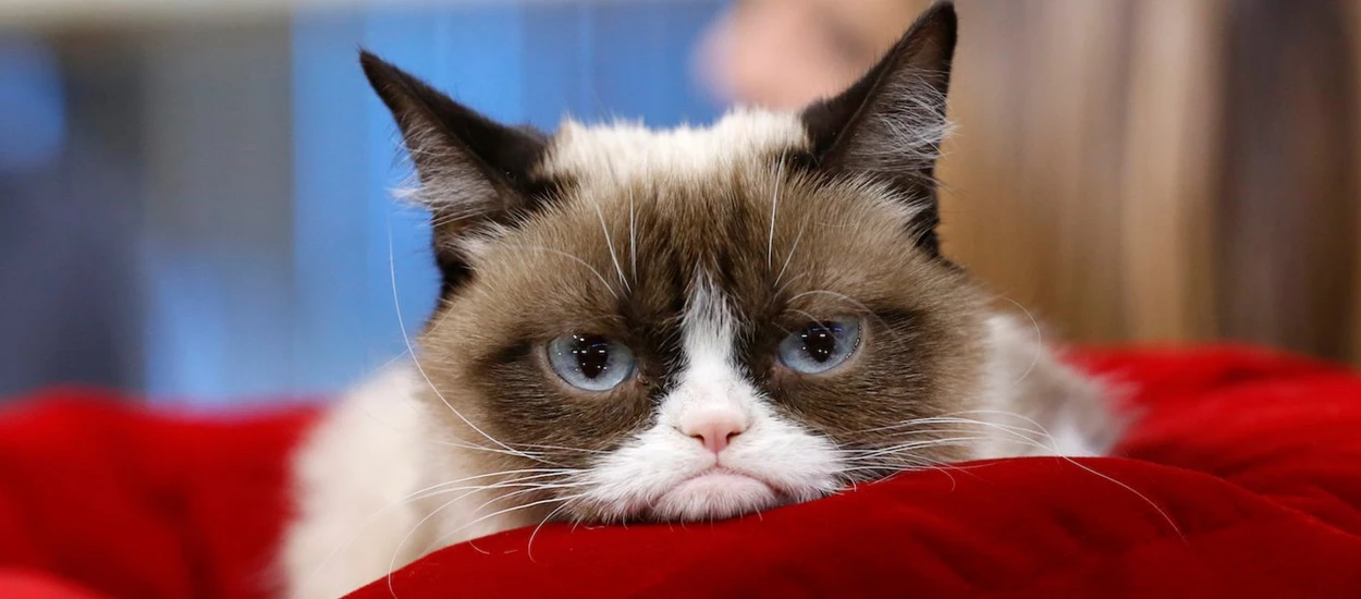 Grumpy Cat nie żyje. Zwierzak był internetową legendą