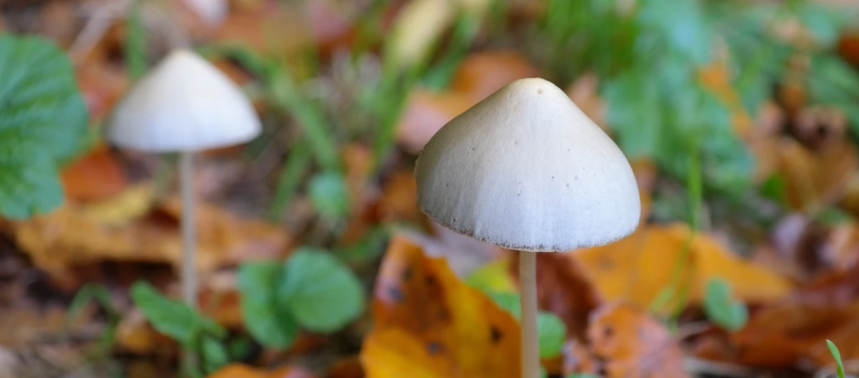 Psylocybina wraca do łask. Leczenie depresji będzie skuteczniejsze i... przyjemniejsze