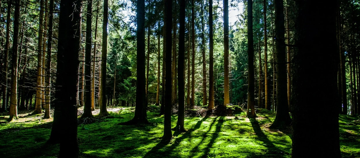 Kieszonkowy las: oczyści, schłodzi, zaowocuje