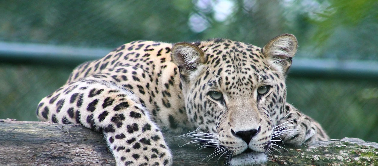 Zamrożone ZOO. Przywracanie wymarłych (niemal) gatunków