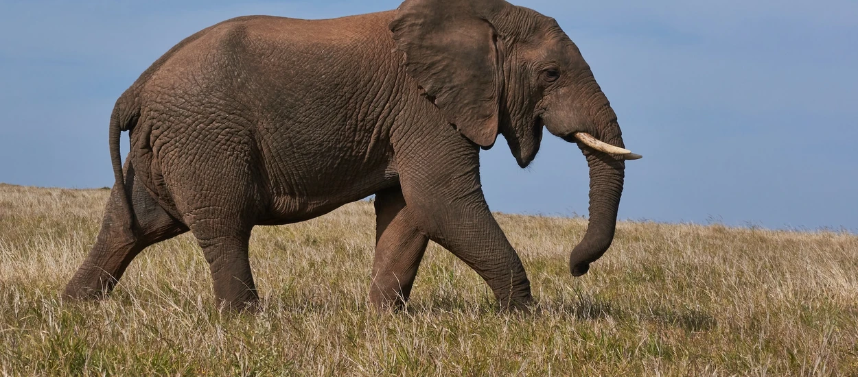 Słonie mądrzejsze niż nam się zdaje. Oto, dlaczego powinno się chodzić do ZOO