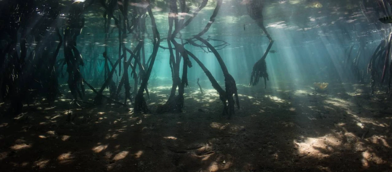 Tajemnica na dnie oceanu. Zmienia wyobrażenie o początkach Ziemi