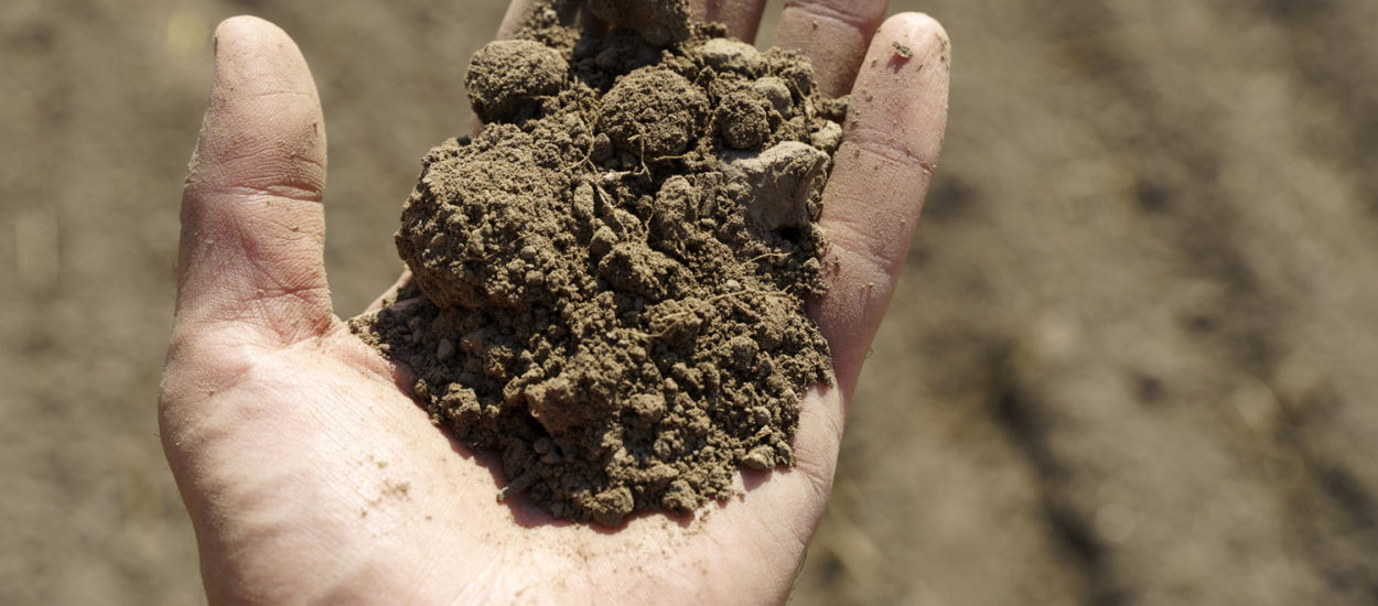 Ulepszają glebę i walczą ze zmianą klimatu. Za mało się o nich mówi