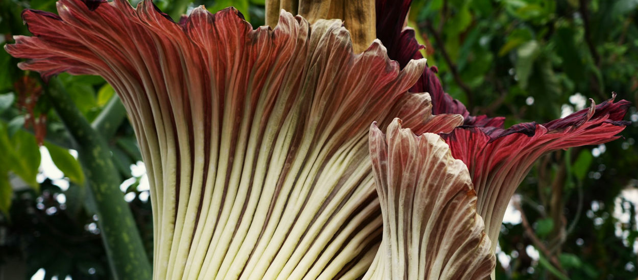Giant corpse flower blooms in Wrocław — watch it live online