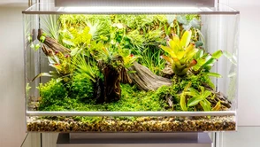 [Intel iQ] Biopod – programowany domowy las tropikalny