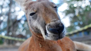 Problem autonomicznych samochodów w Australii? Kangury!