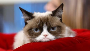 Grumpy Cat nie żyje. Zwierzak był internetową legendą