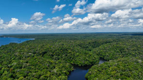 Zmiany klimatu są zbyt szybkie. Naukowcy przewidują, co stanie się z lasami