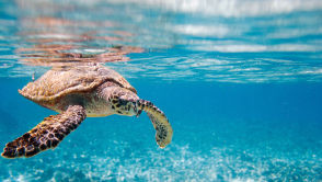 Woda z oceanu będzie zdatna do picia. Już trwają testy