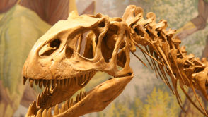 Czym oddychały dinozaury? Zagadka rozwiązana dzięki... zębom
