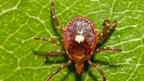 Kleszcz pozostawił bombę z opóźnionym zapłonem. Naukowcy mówią, że to pierwszy taki przypadek