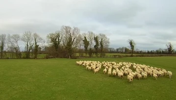 Pies pasterski? Nie, pomaga mi dron