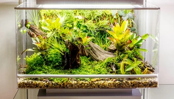 [Intel iQ] Biopod – programowany domowy las tropikalny