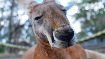 Problem autonomicznych samochodów w Australii? Kangury!