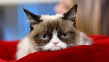 Grumpy Cat nie żyje. Zwierzak był internetową legendą