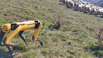 Robo-psy wykonają już dosłownie każde polecenie. Szalony projekt Google!