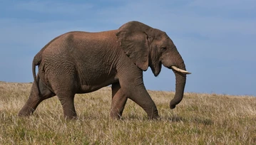 Słonie mądrzejsze niż nam się zdaje. Oto, dlaczego powinno się chodzić do ZOO