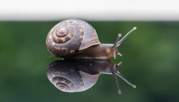 Badanie na miarę Ig Nobla? Naukowcy wzięli pod lupę... ślimaki