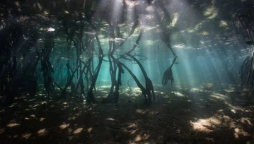 Tajemnica na dnie oceanu. Zmienia wyobrażenie o początkach Ziemi