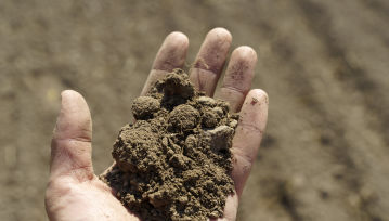 Ulepszają glebę i walczą ze zmianą klimatu. Za mało się o nich mówi