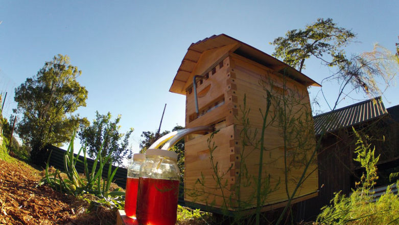 Flow Hive: w ramach crowdfundingu zebrano miliony $ na ul. Tak, ul