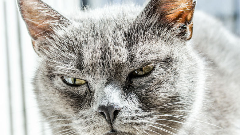 Nowe emotki Facebooka to dwa problemy. Jeden jest w nas samych, a drugi rzeczywiście w Facebooku