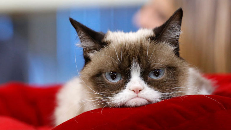 Grumpy Cat nie żyje. Zwierzak był internetową legendą