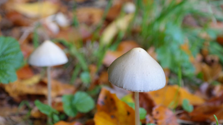 Psylocybina wraca do łask. Leczenie depresji będzie skuteczniejsze i... przyjemniejsze