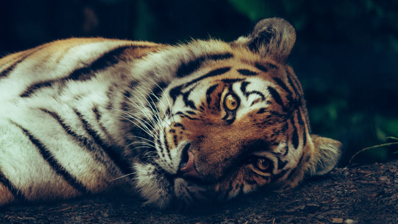 Wiem, że nie lubicie NFT, ale to od WWF może być jednak przydatne