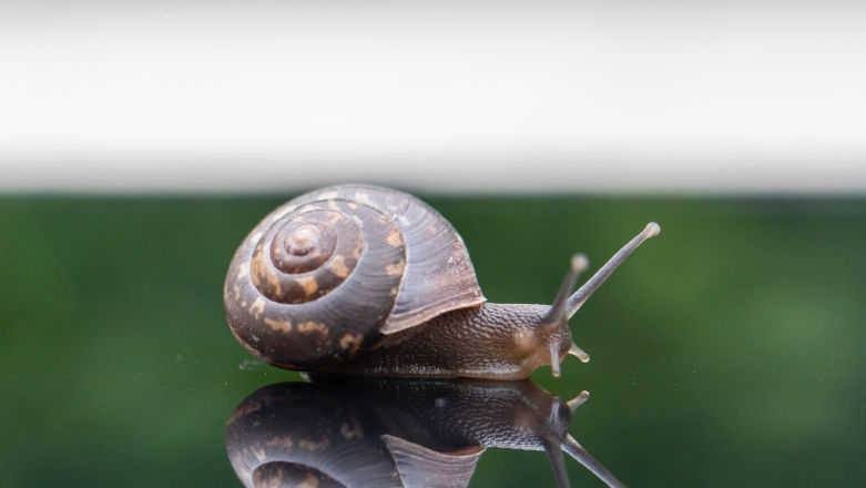 Badanie na miarę Ig Nobla? Naukowcy wzięli pod lupę... ślimaki