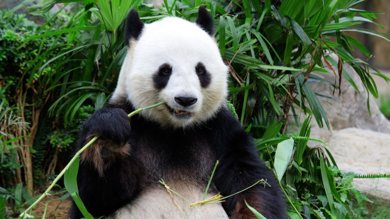 Pandabuy — co to za sklep, czy jest legalny i co można tam kupić?