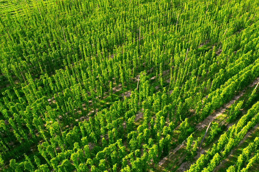 W Polsce rośnie najdroższa roślina świata. Zbiory ruszają już niebawem