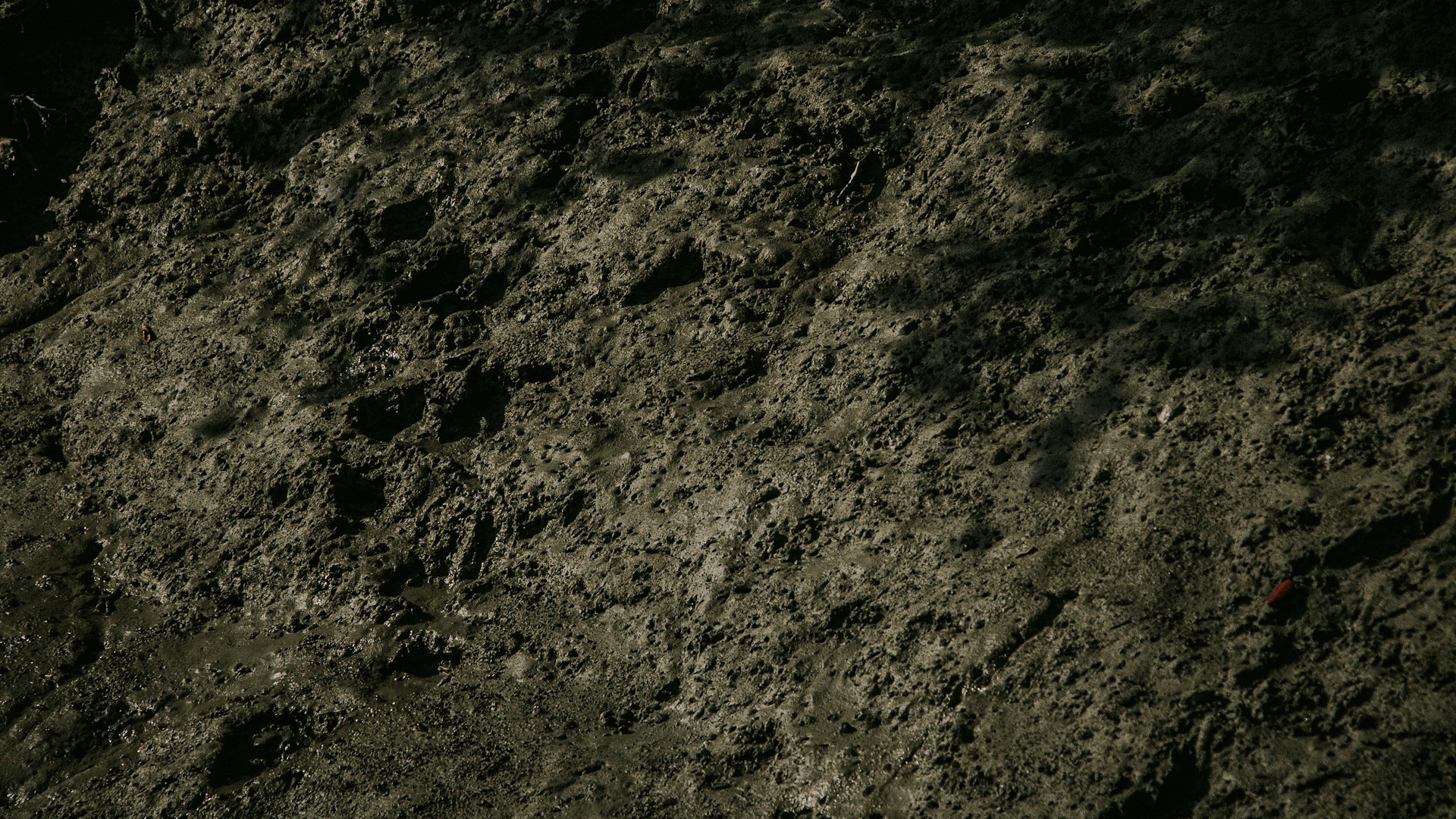 Kosmiczne grzyby ujawniają niesamowite możliwości. To zdecydowanie nam się przyda