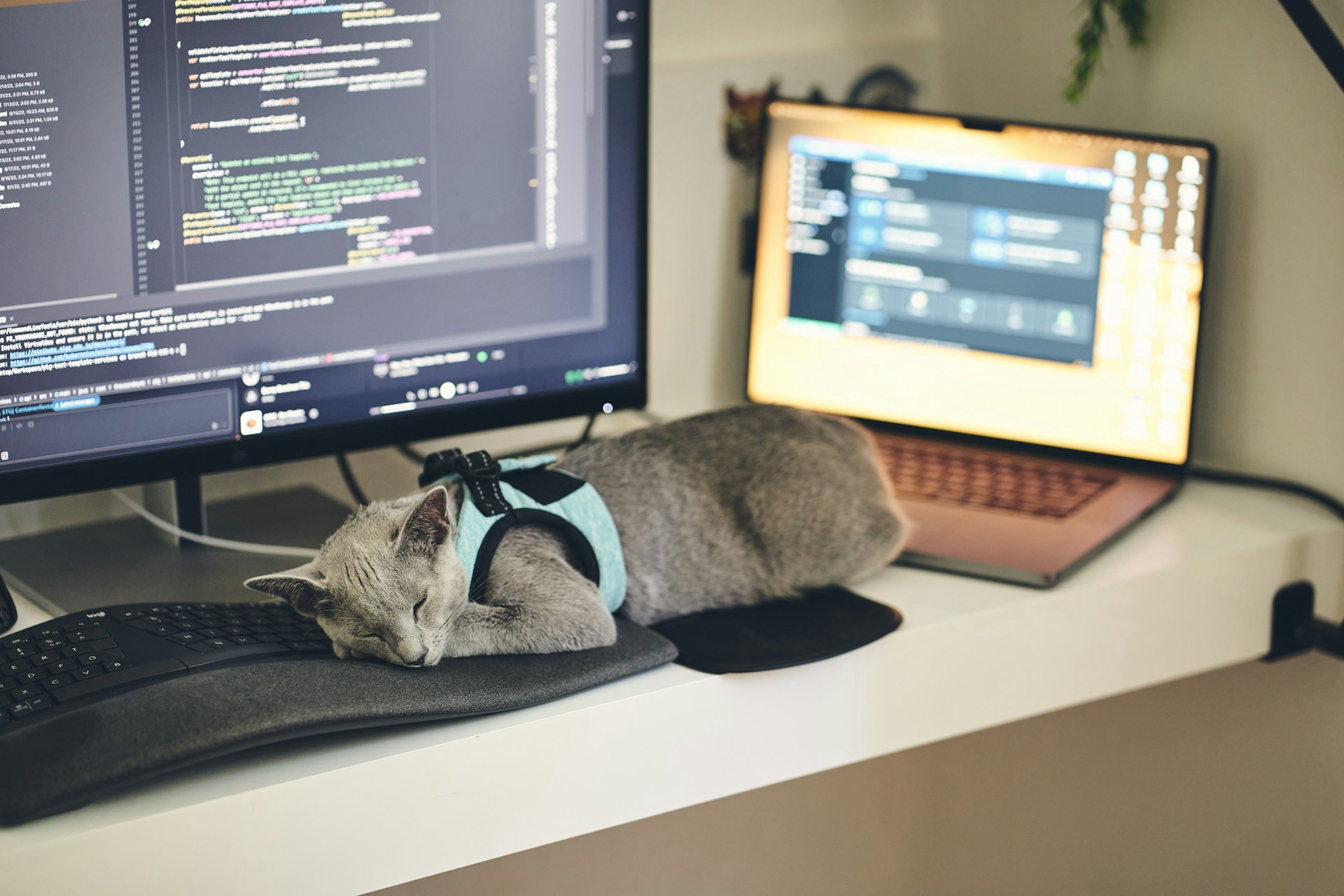 AI za darmo dla każdego. Pierwszy kraj już nad tym pracuje