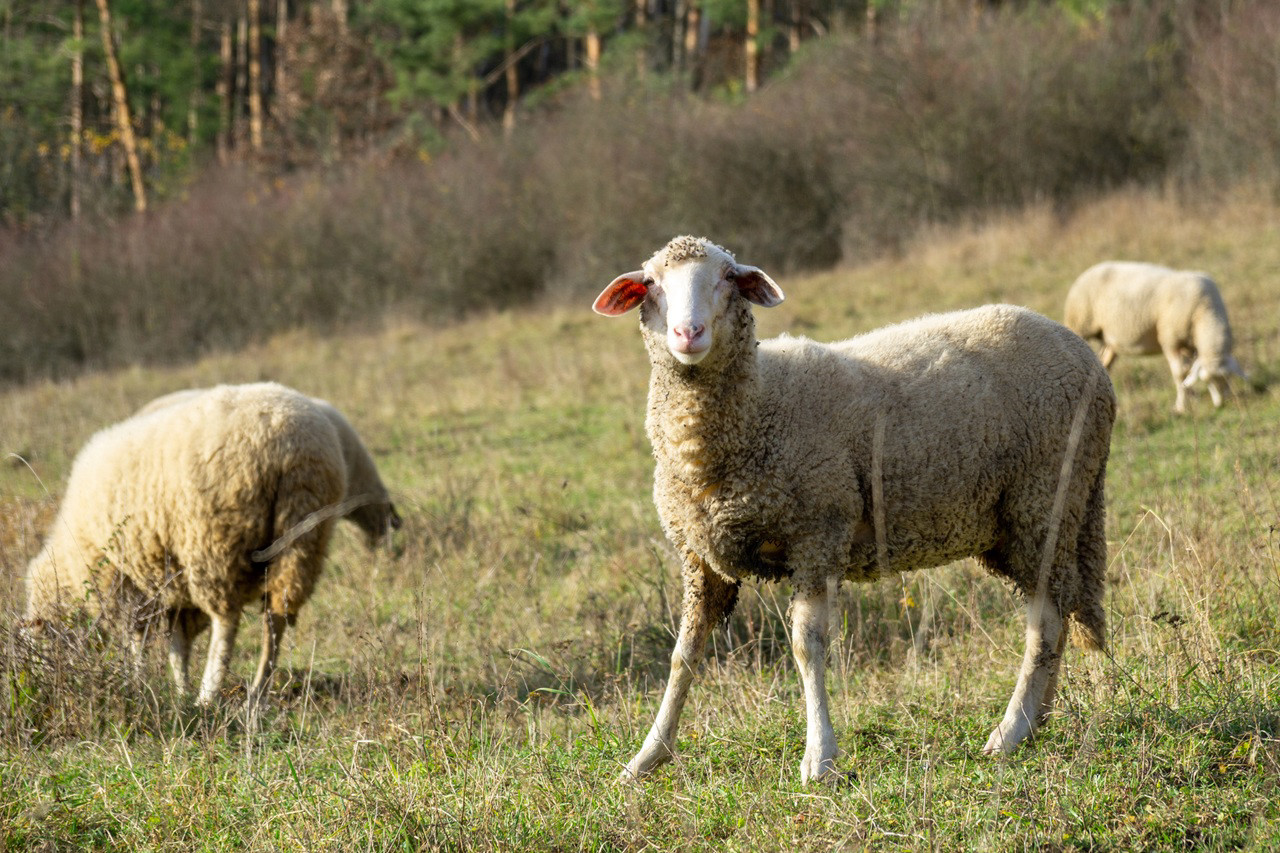 Unusual Volkswagen employees. German giant hires Polish sheep