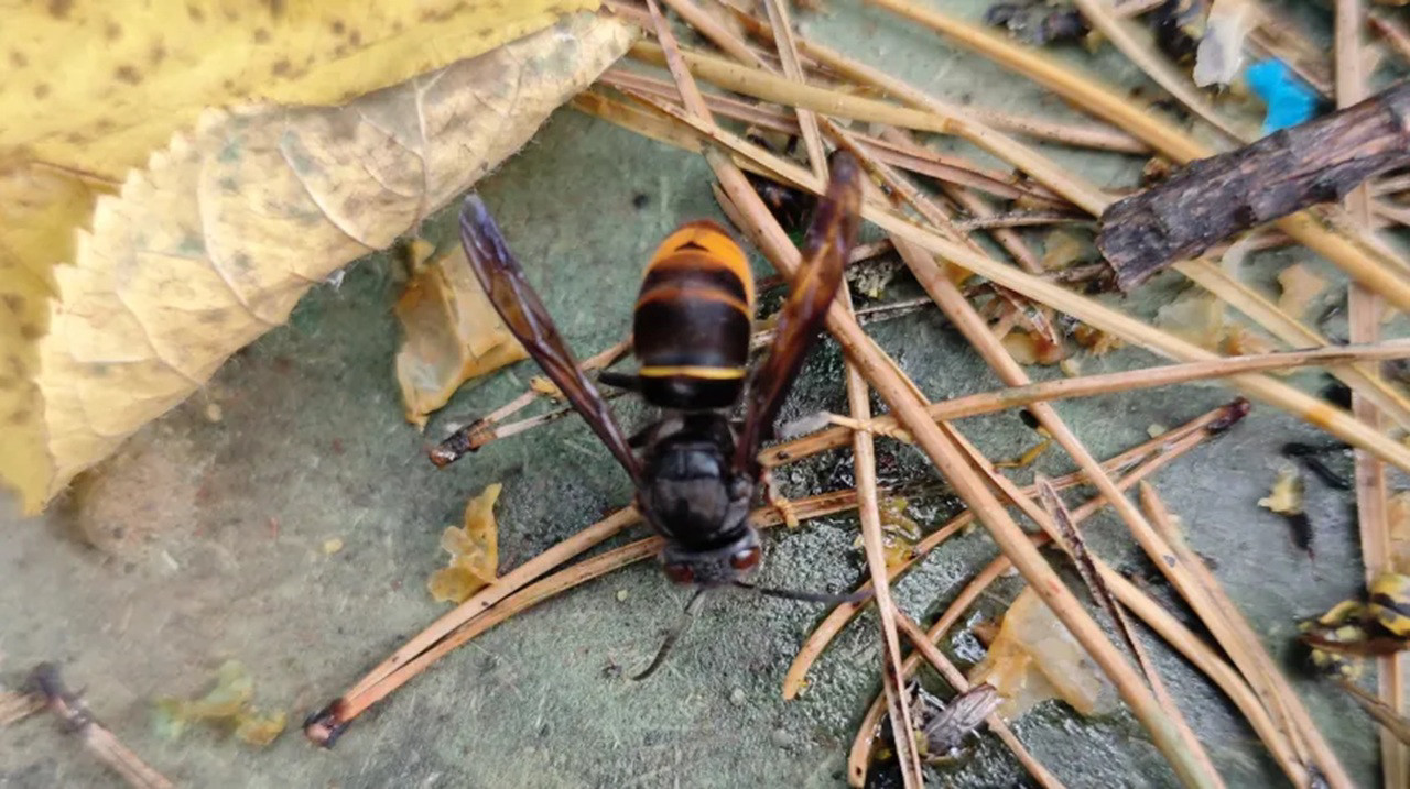 Asian Giant Hornet Detected in Poland for First Time in Krakow